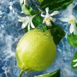 Guerlain - Aqua Allegoria Bergamote Calabria - Eau De Toilette - 75ML -Mode-Cosmetica Winkel 1200x1200 1431